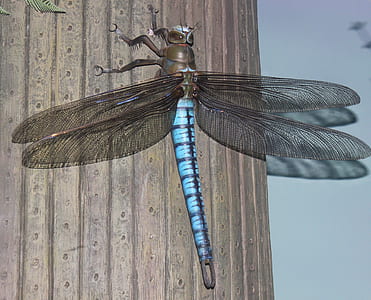 selective focus photography of black and blue dragonfly perched on brown wood surface thumbnail
