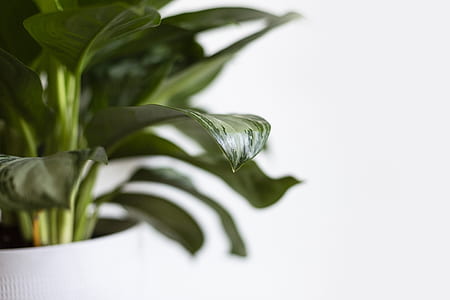 selective-focus photography of green leafed plant thumbnail