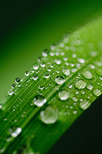 macro shot of water on leaves thumbnail