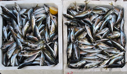 school of fishes on two white ice coolers thumbnail