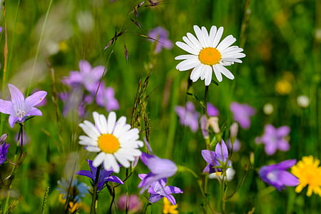 selective focus photo of white daisies thumbnail