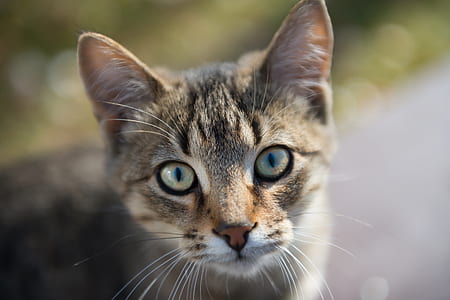 Brown Tabby Cat thumbnail