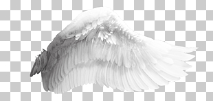 Wing Bird, Angel wings, white angel wing PNG clipart