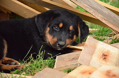 black and tan Rottweiler puppy lying on grass thumbnail