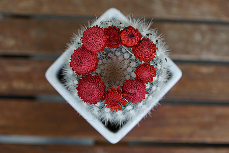 selective focus photography of red and gray cactus thumbnail