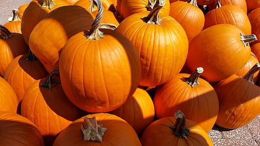 pile of pumpkins thumbnail