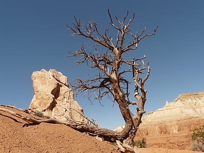 wither tree near rock thumbnail