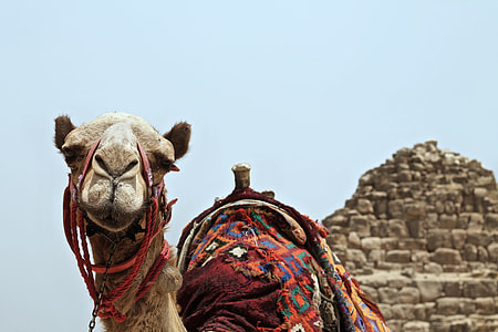 brown camel thumbnail