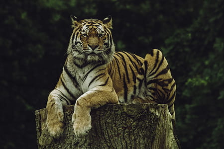 tiger lye on tree thumbnail