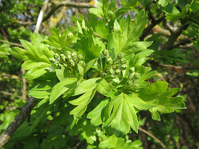 Crataegus Monogyna, Common Hawthorn thumbnail