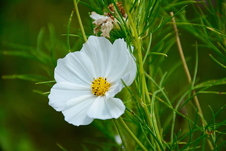 nature, grass, petals, plant thumbnail