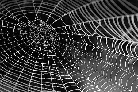 cobweb closeup photography thumbnail