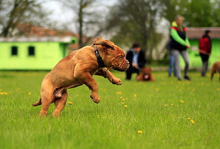 short-coated brown dog thumbnail