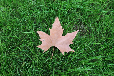 grass, lawn, leaf, ground thumbnail