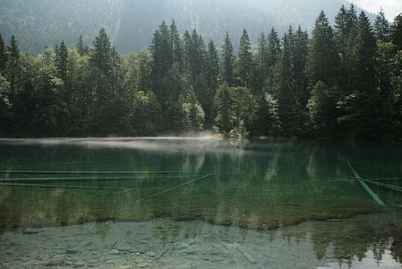 green trees beside body of water during daytime thumbnail