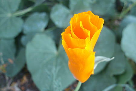 Poppy starting to open thumbnail