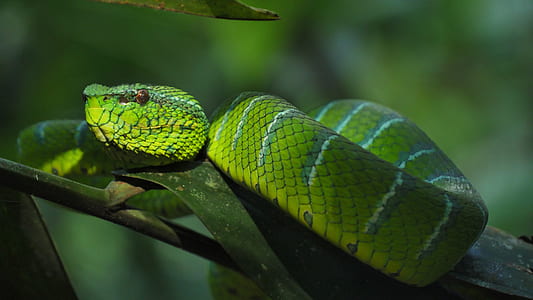 selective focus photography of pit viper thumbnail