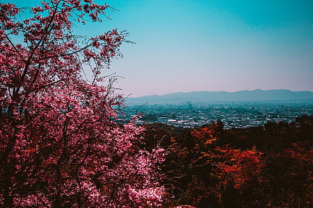 Sakura tree thumbnail