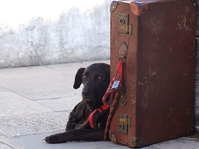 black Labrador laying beside brown briefcase thumbnail