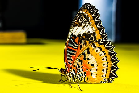 orange and black butterfly in close-up photography thumbnail