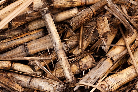 brown bamboo sticks thumbnail