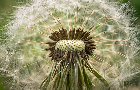 selective focus photography of withered dandelion thumbnail