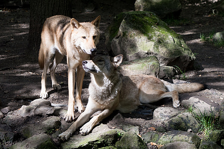 two wolves on the ground thumbnail