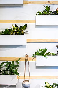 plants in white pots thumbnail