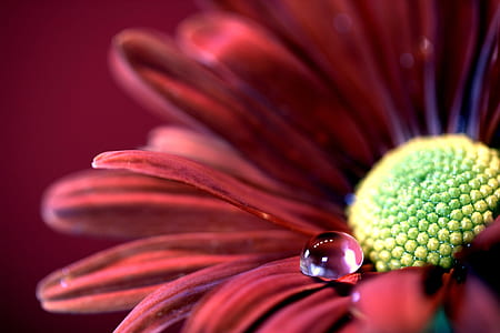 micro photography of water dew on petaled flower thumbnail