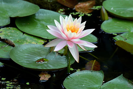 pink and white waterlilies on water closeup photography thumbnail