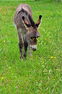 brown donkey eating grass thumbnail
