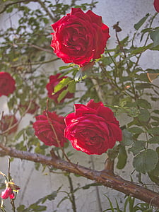 close-up photography of red rose flower in bloom thumbnail