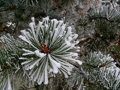 pine tree with snow thumbnail