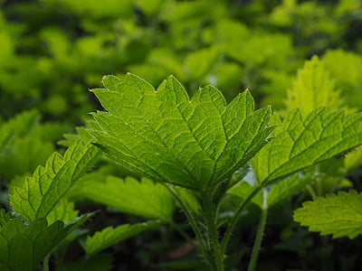 selective focus photography of green leaf thumbnail