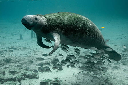 brown seacow swam in water thumbnail
