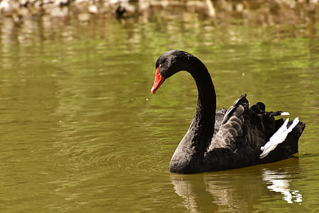 black duck on water thumbnail