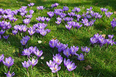 closeup photo of purple petaled flowers during daytime thumbnail