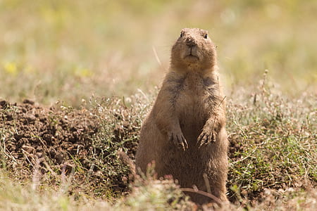 brown gopher on green grass thumbnail