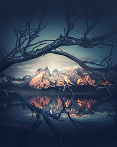 Bare Tree Beside Lake thumbnail