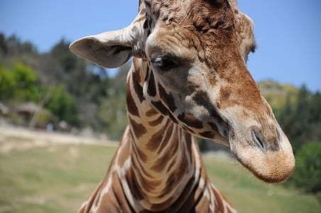 close-up photography of brown and white giraffe thumbnail