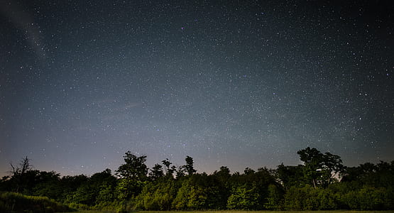 green trees under starry sky thumbnail