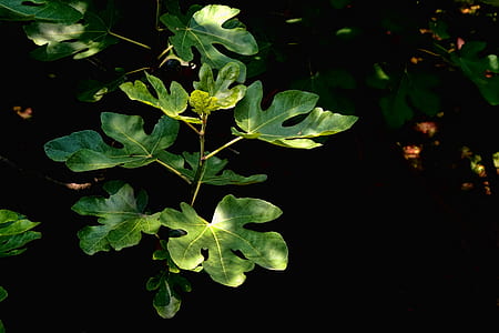 closeup photo of green leafed plant thumbnail