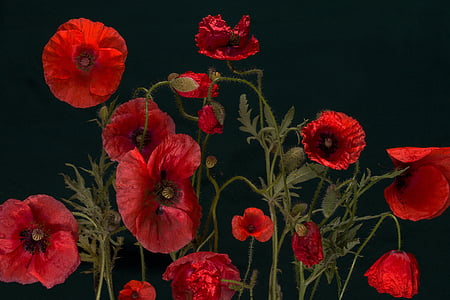 red flowers thumbnail