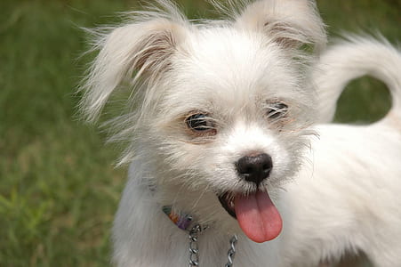 long-coated white dog on green grassland thumbnail