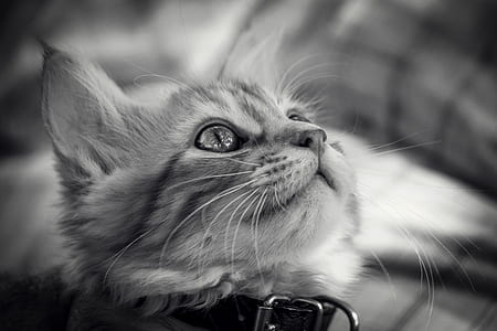 gray kitten thumbnail