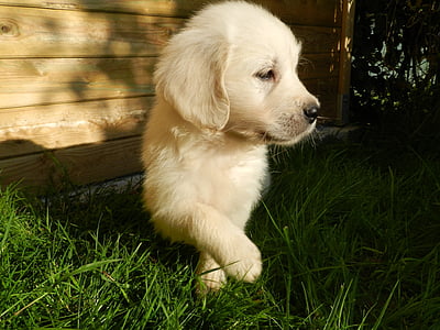closeup photography of beige puppy thumbnail