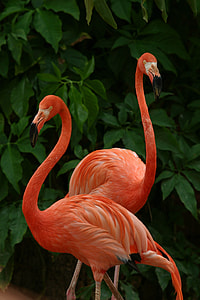 two red Flamingos near green leaf plant thumbnail
