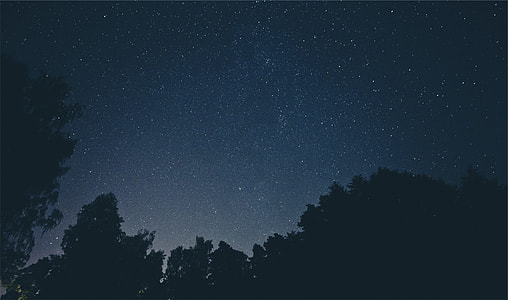 tress under night sky thumbnail