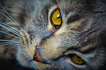 brown tabby cat photography thumbnail