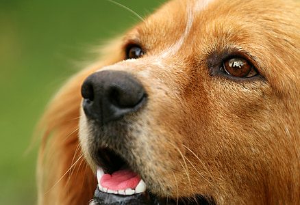 shallow focus of brown dog thumbnail